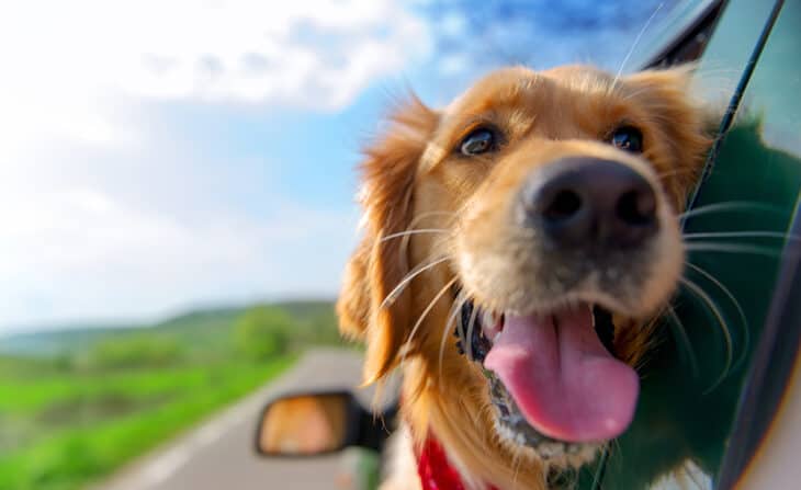 Golden Retriever Looking Out Of Car Window